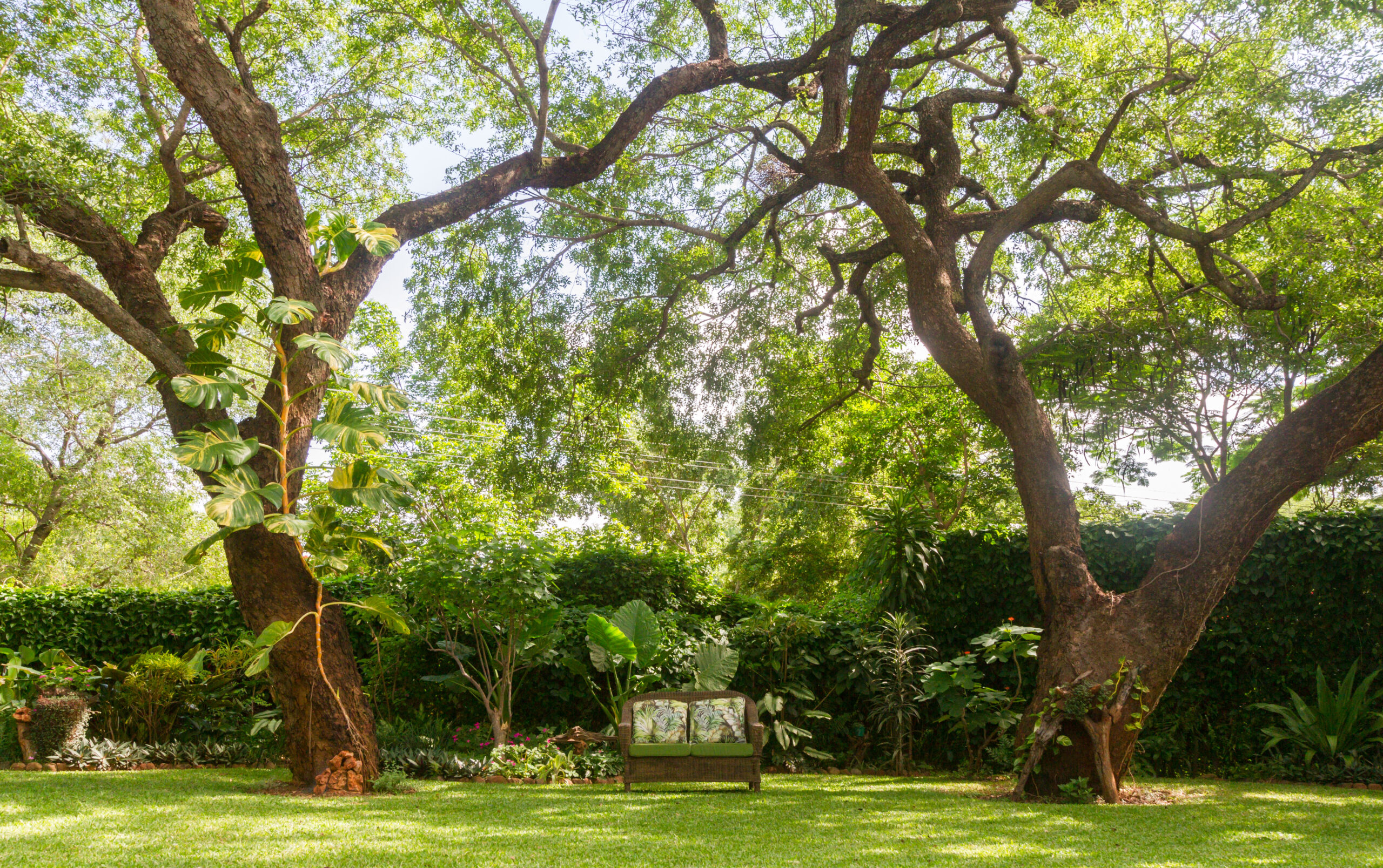 Mature trees and lush foliage in the gardens at The Courtney