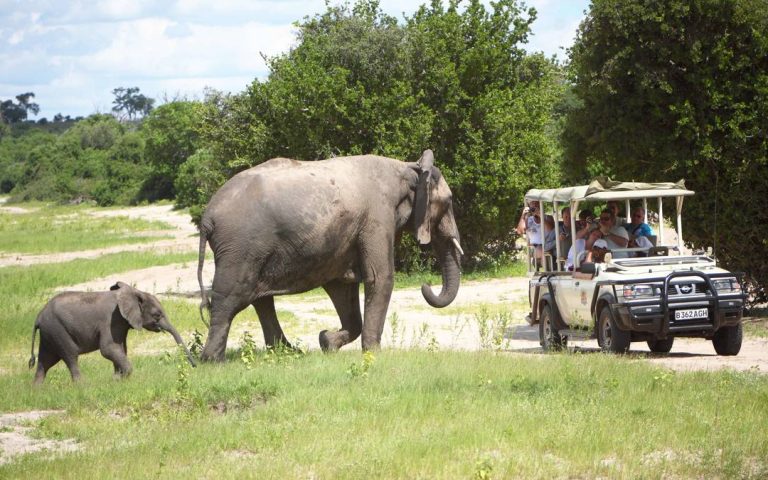 Chobe Day Trip and elephants on a game drive