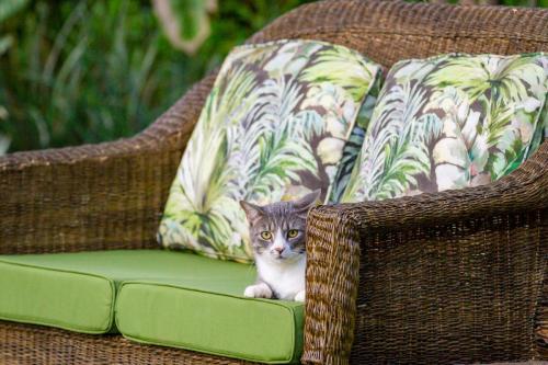 Our lovely cat at The Courtney Lodge, Victoria Falls